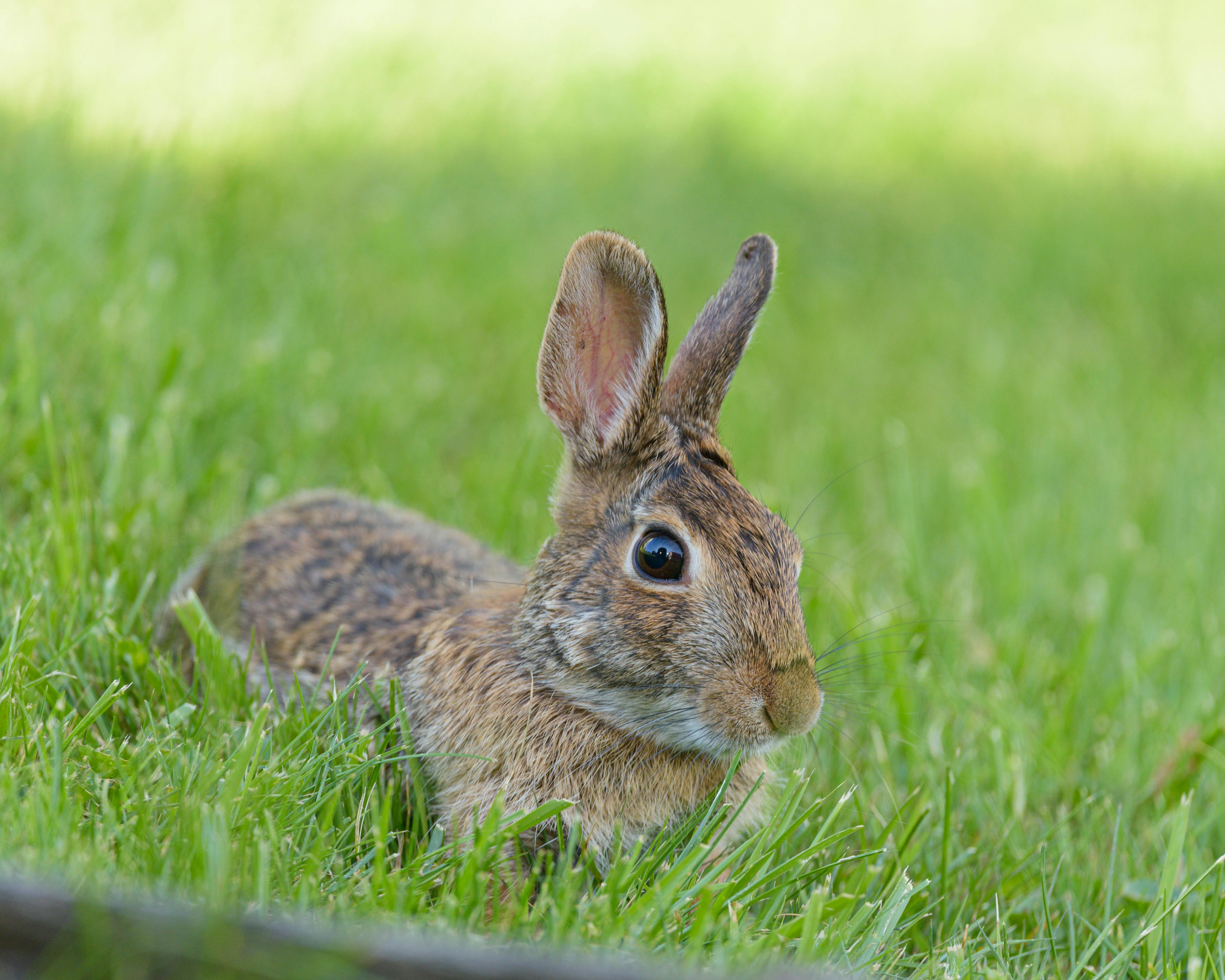 Close-up of a rabbit lying in green grass, showcasing nature's beauty in spring.