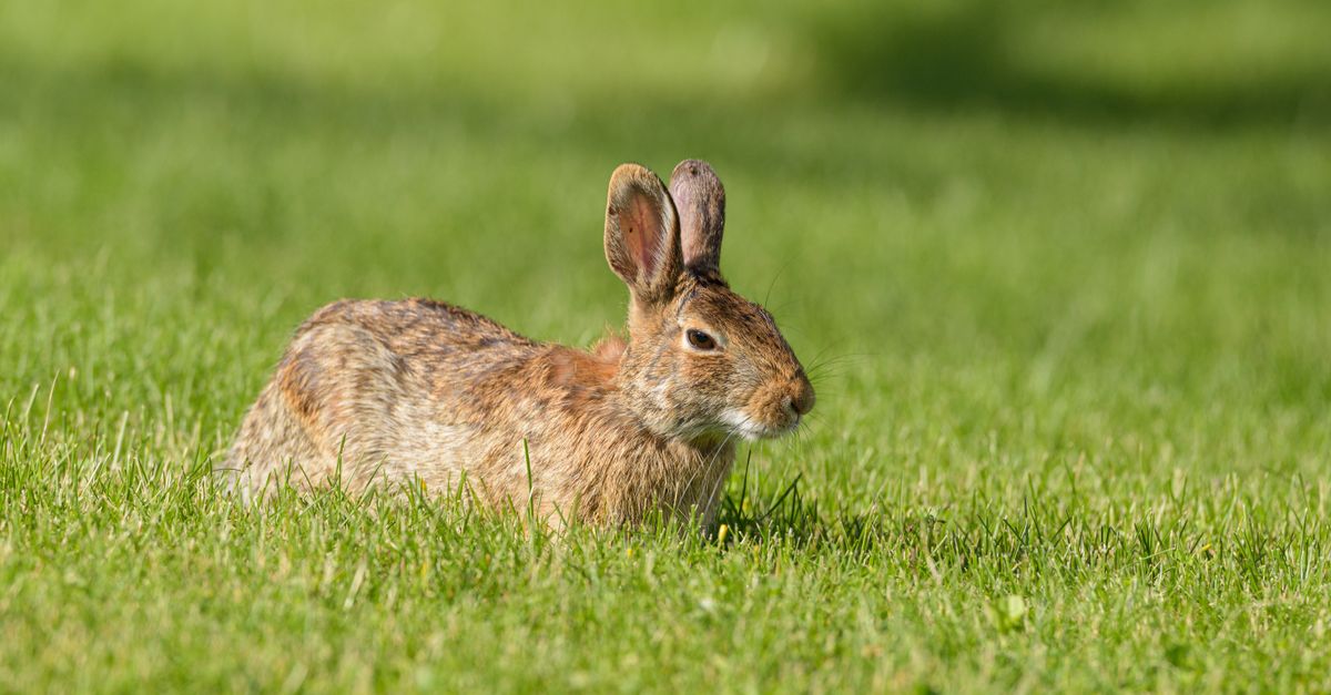 Wild Rabbit Resting in Sunlit Green Grass · Free Stock Photo