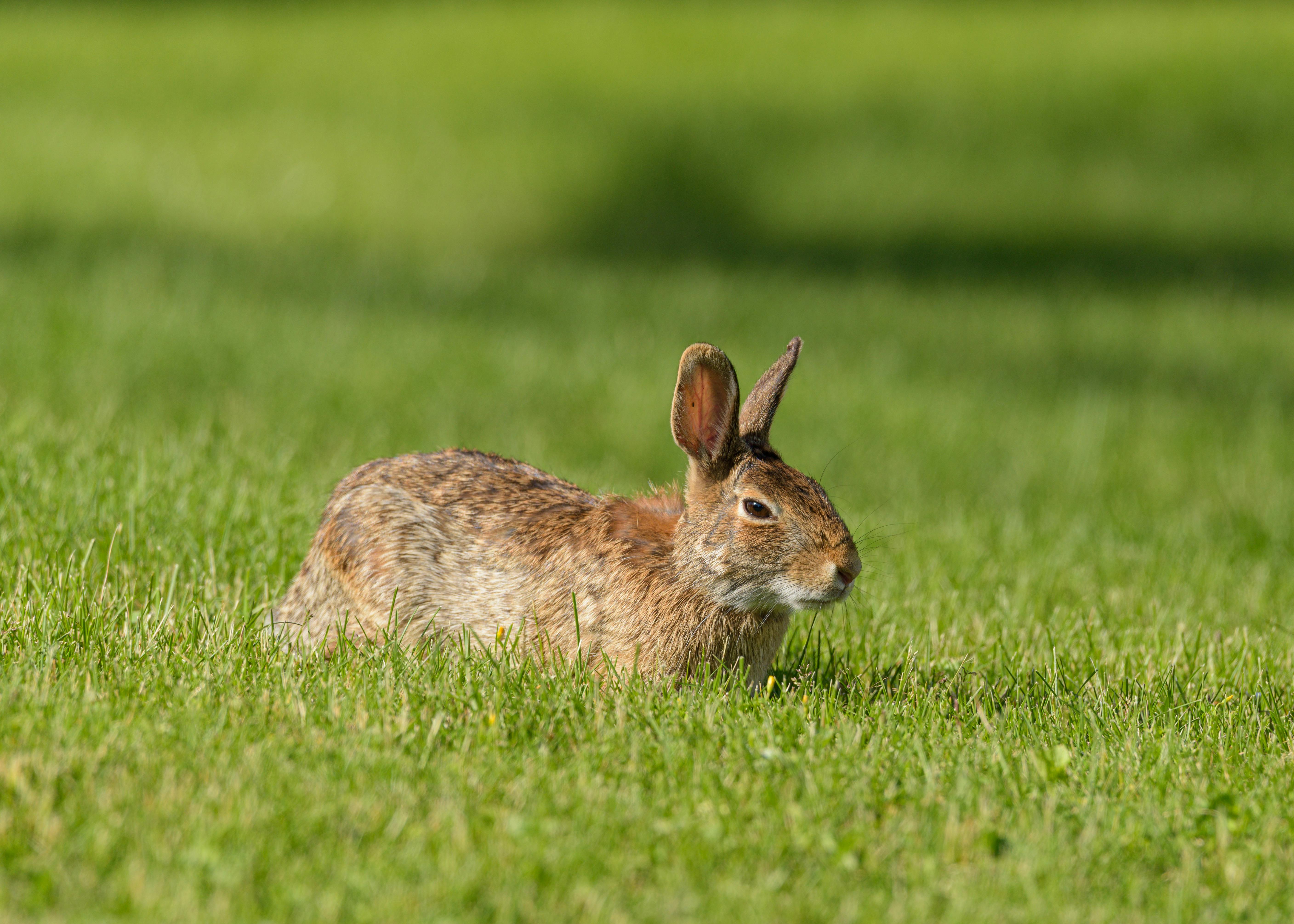 Rabbits freely grazing on lush green pasture under open skies