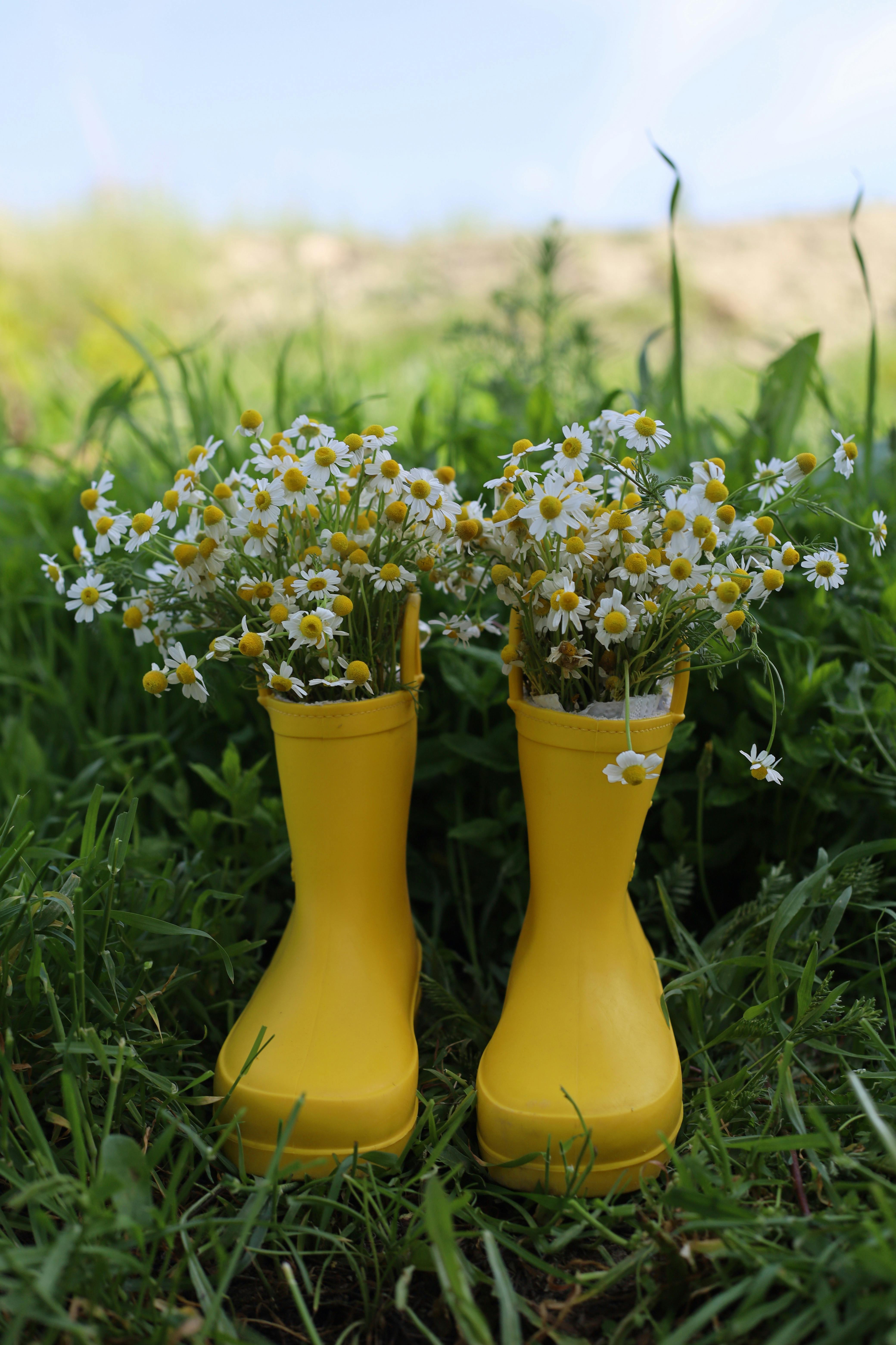 Yellow rain boots filled with daisies in a grassy outdoor setting.