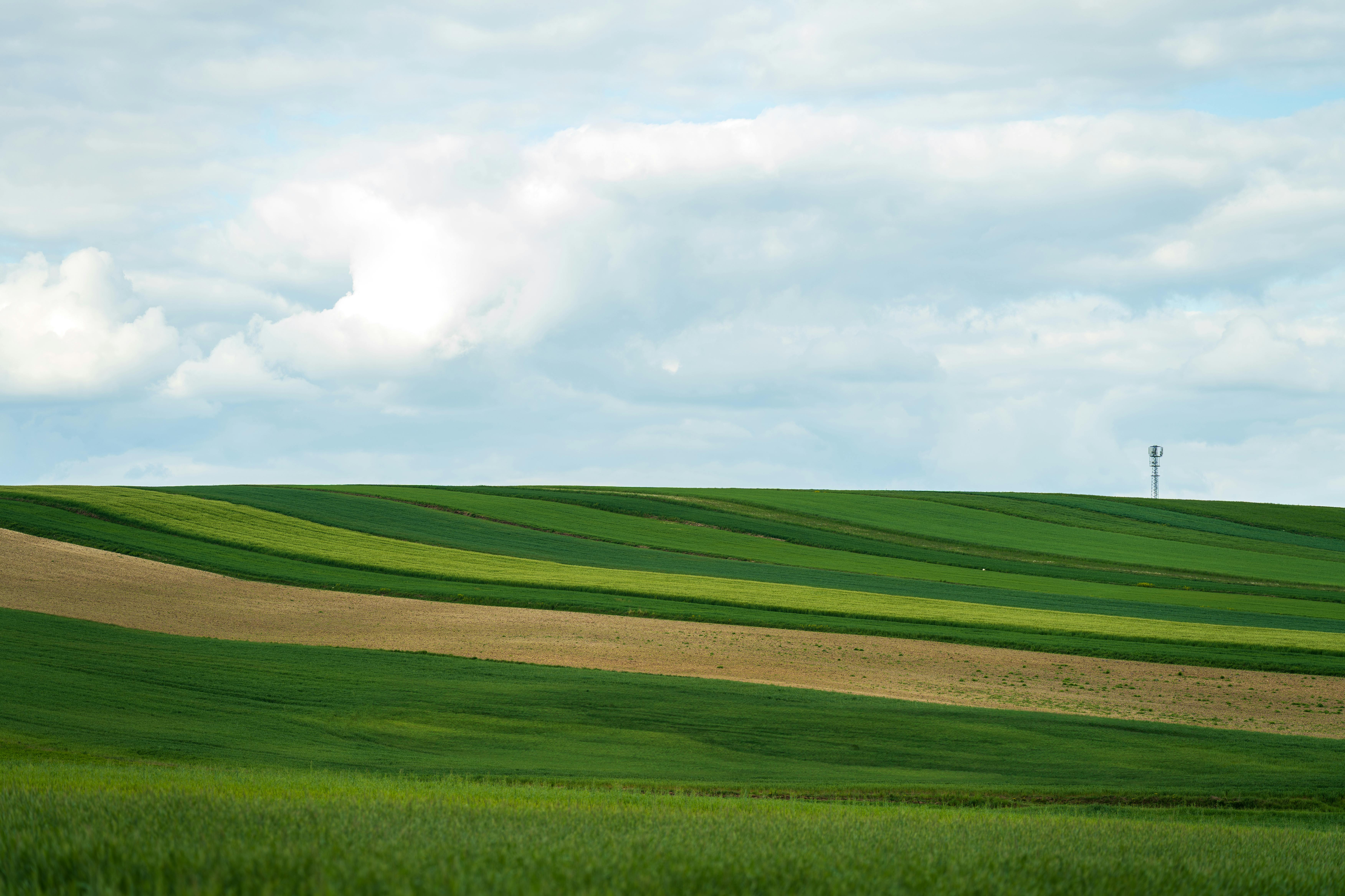 Green Grass · Free Stock Photo