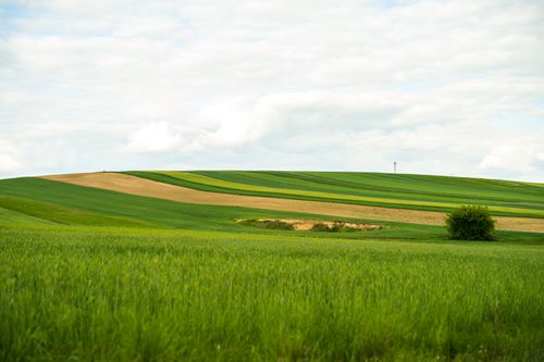 Free Scenic view of lush green rolling hills in Olkusz, Poland, under a bright sky. Stock Photo