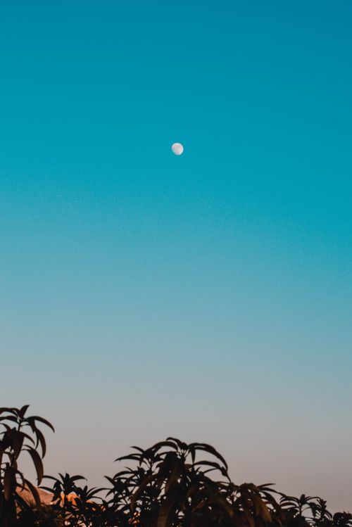 Free Peaceful evening sky with moon and silhouettes of trees in the Dominican Republic. Stock Photo