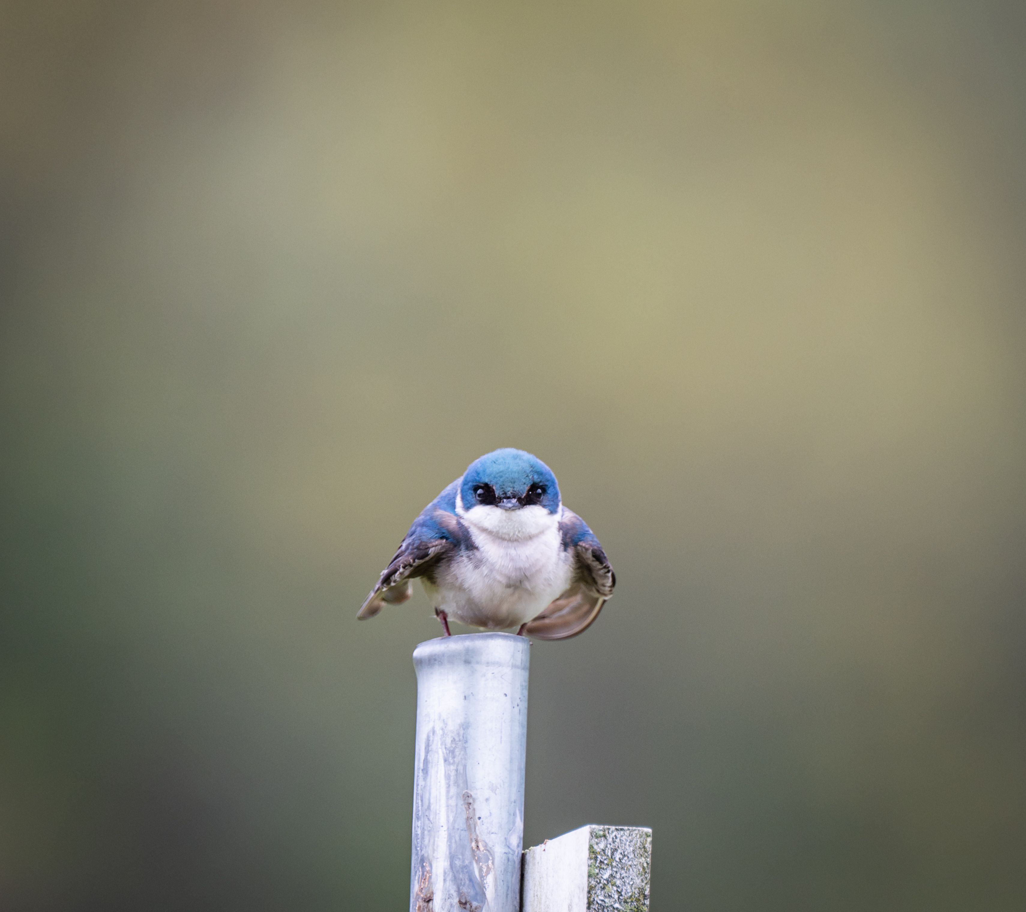 A tree swallow perched on a metal pipe with a muted background.