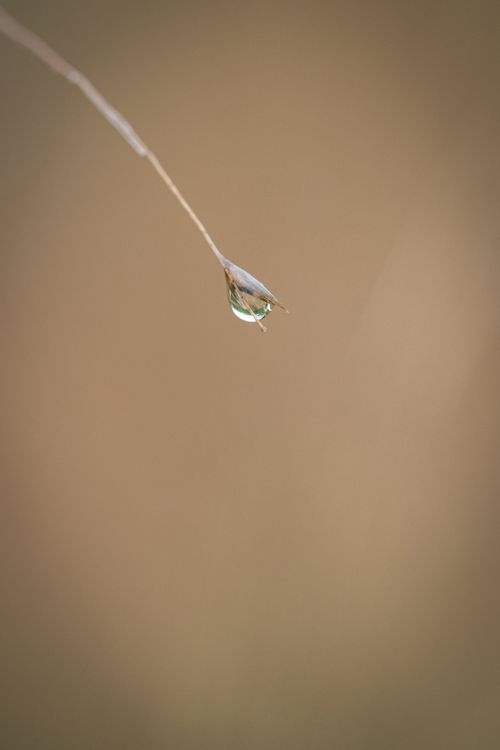 Free A close-up shot of a dew drop delicately hanging from a twig, set against a blurred background. Stock Photo