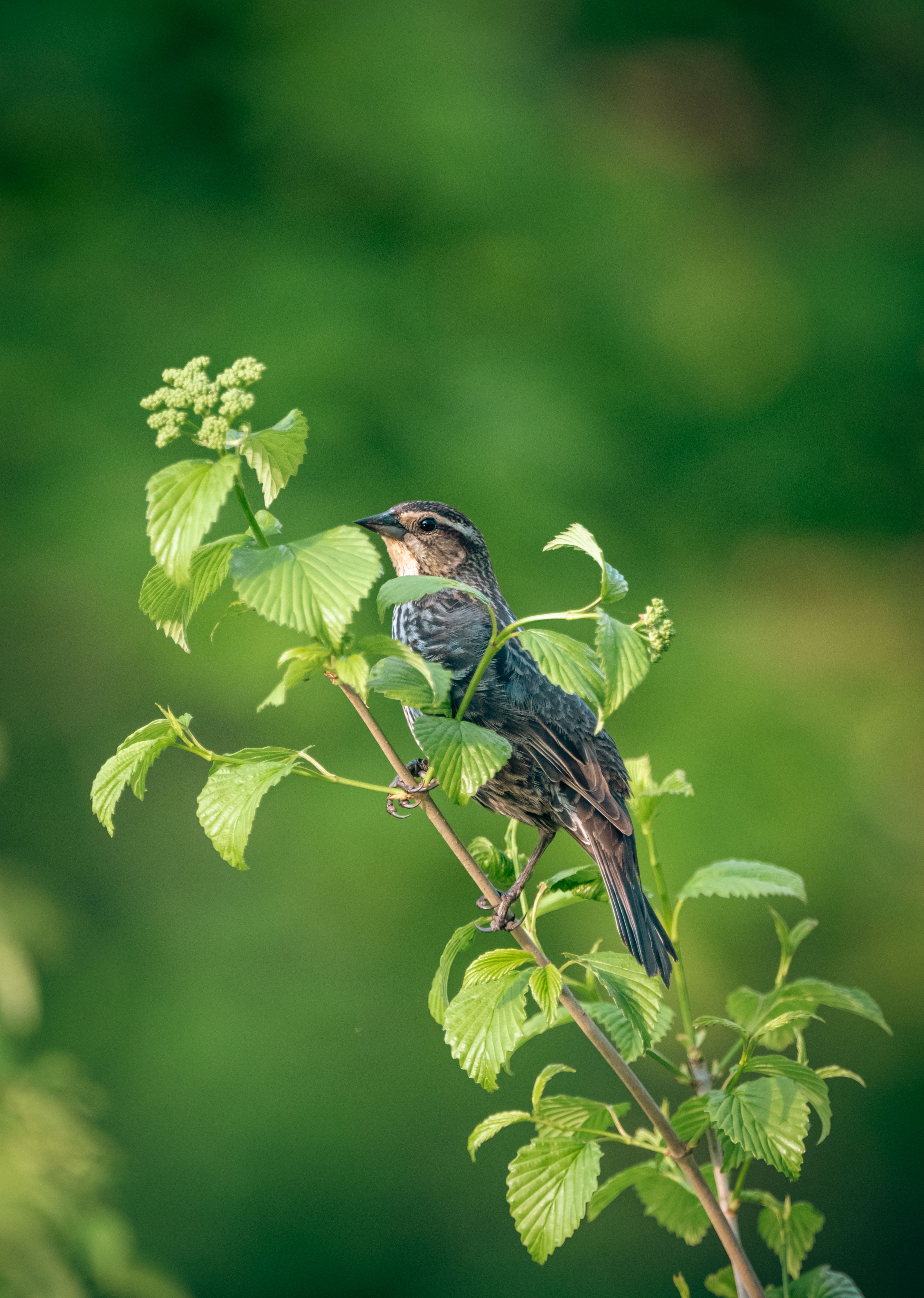 Bluebird house placement guide — helpful reference illustration