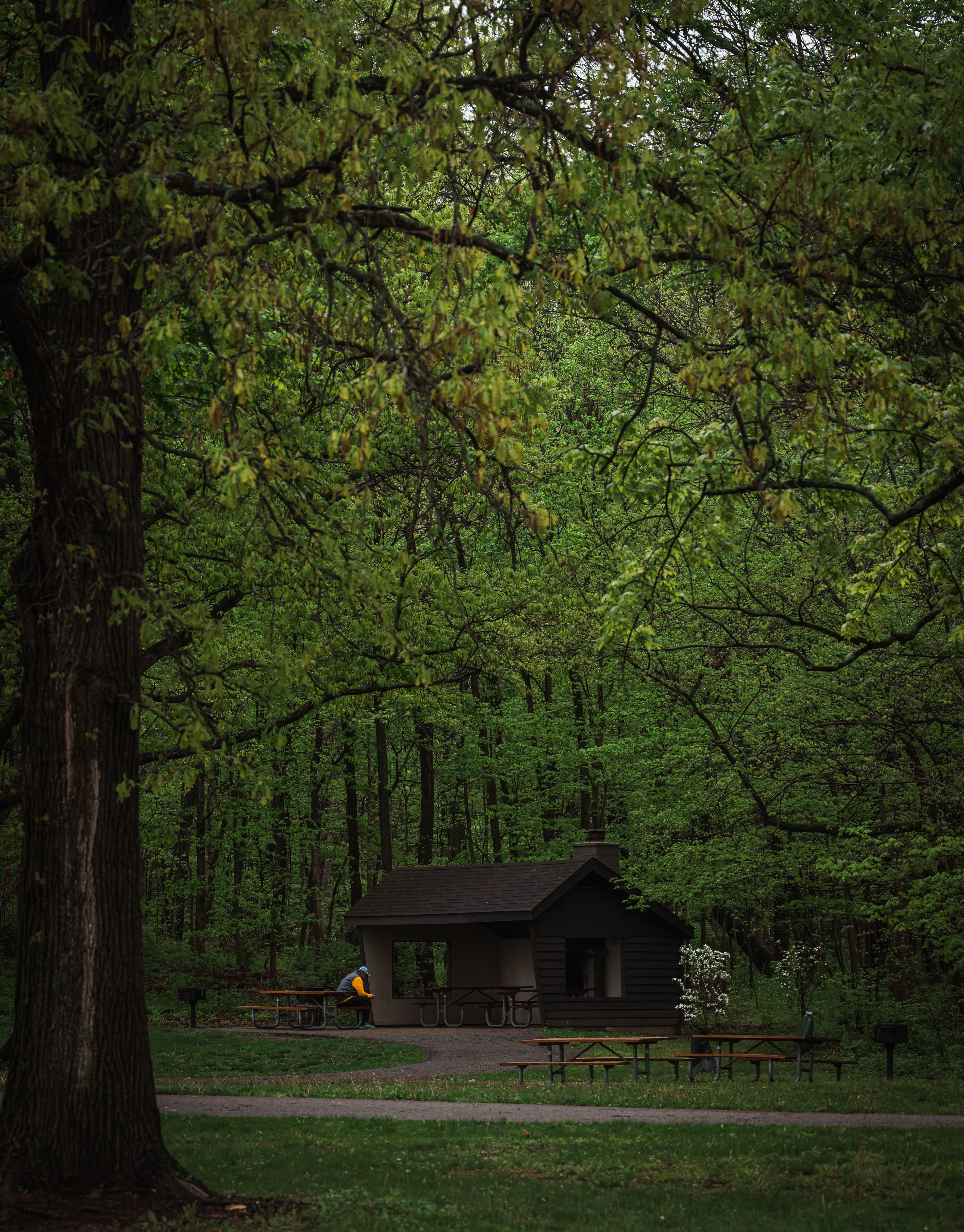 Secluded Forest Cabin in Lush Greenery · Free Stock Photo