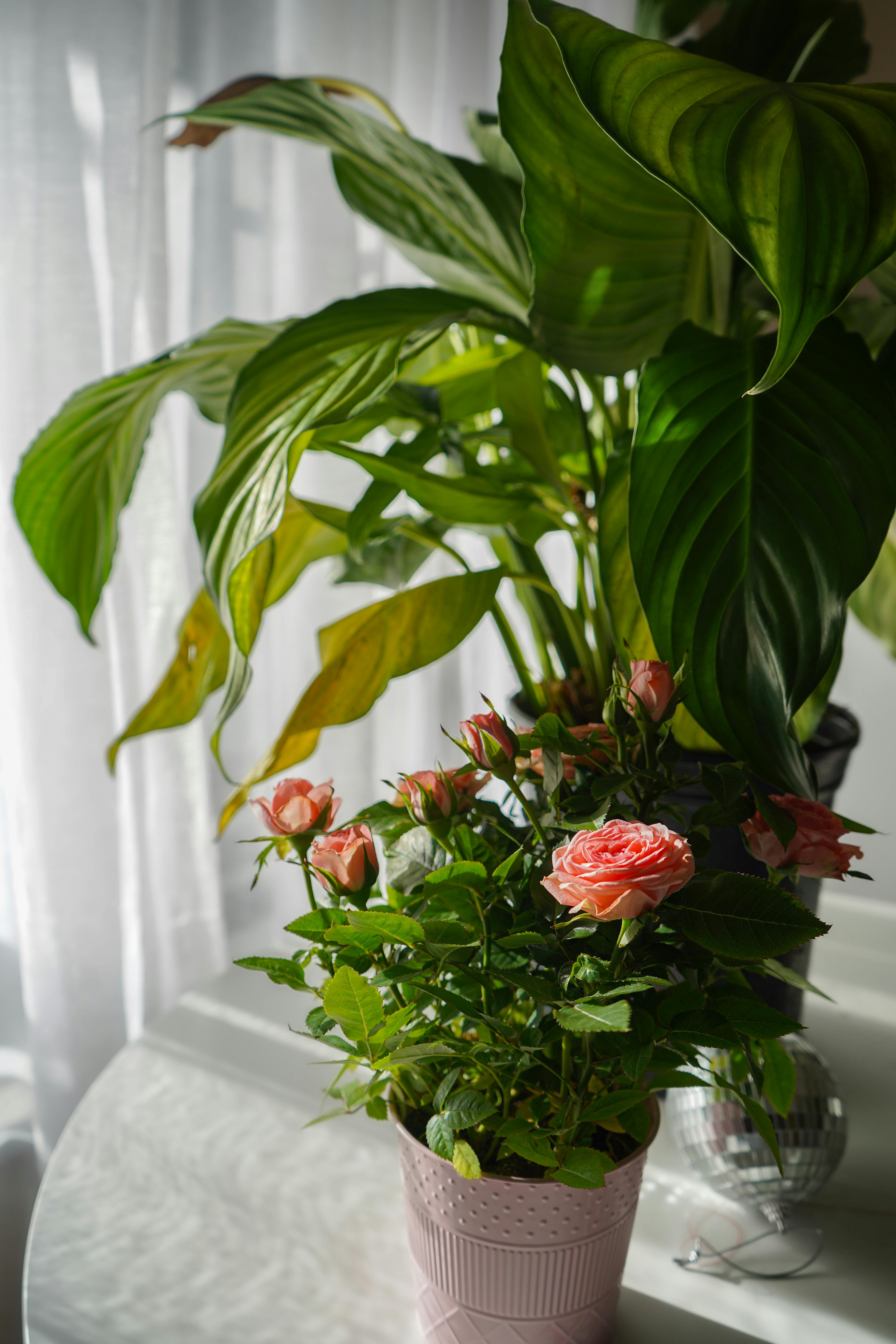 Vibrant indoor plants including peace lily and pink roses on a sunlit table.
