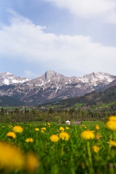 A serene alpine landscape featuring snow-capped mountains and vibrant dandelion fields under a clear sky.