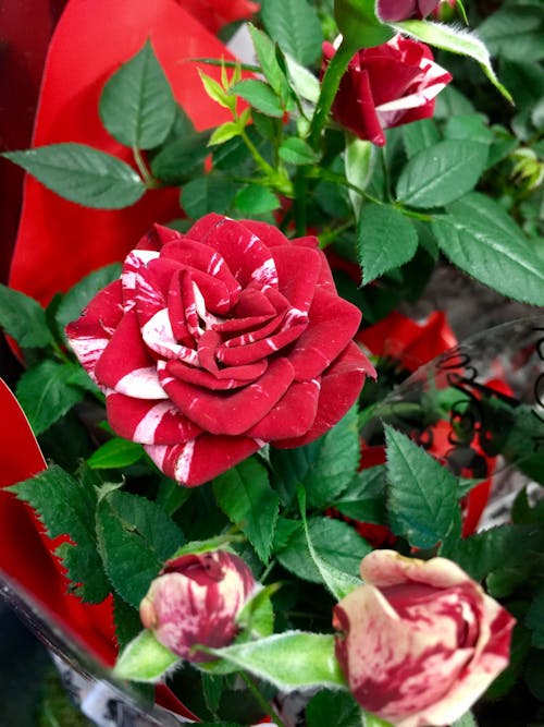 Aşk, bitki, Çiçek açmak içeren Ücretsiz stok fotoğraf