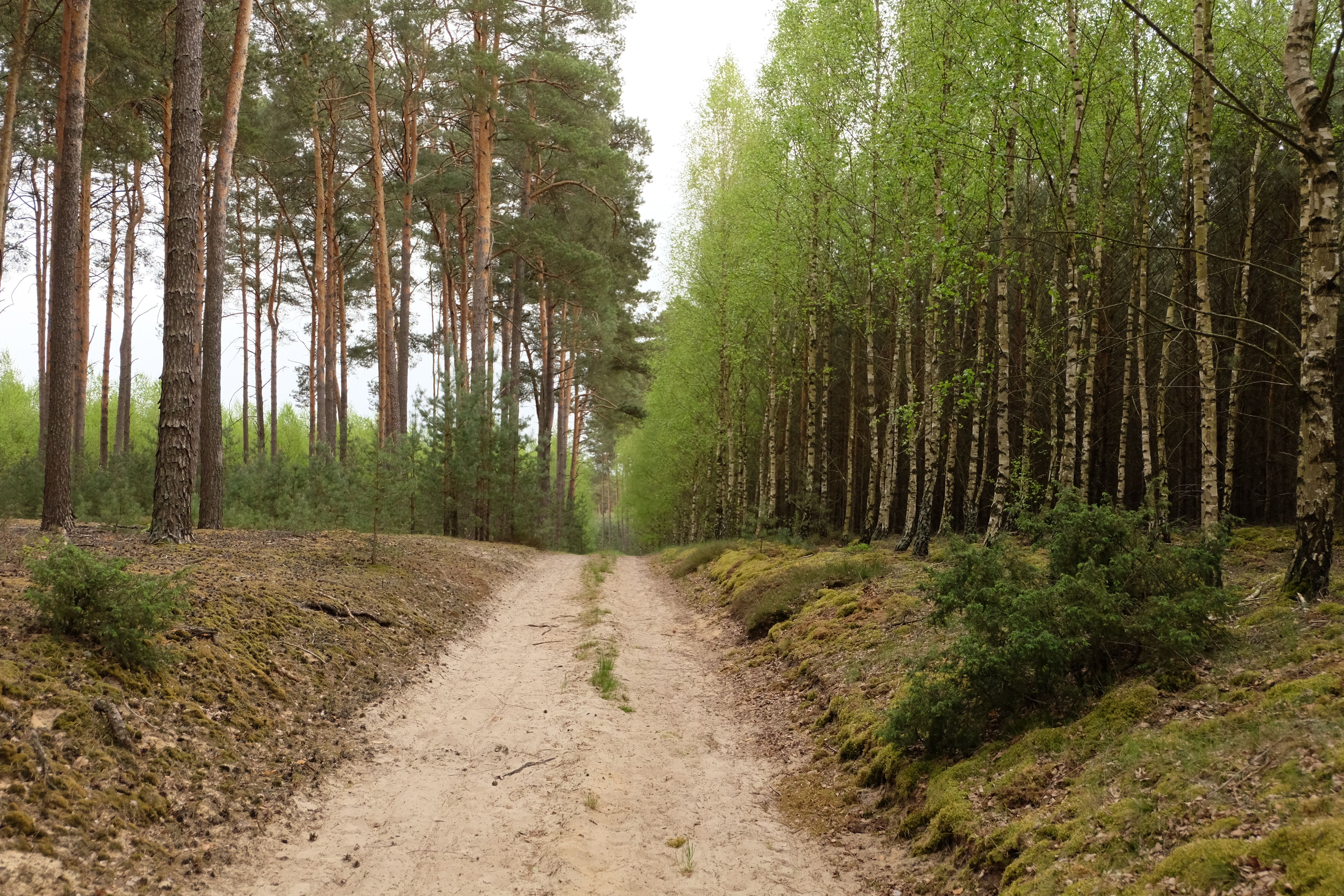 Serene Forest Path Through Lush Green Woodland · Free Stock Photo