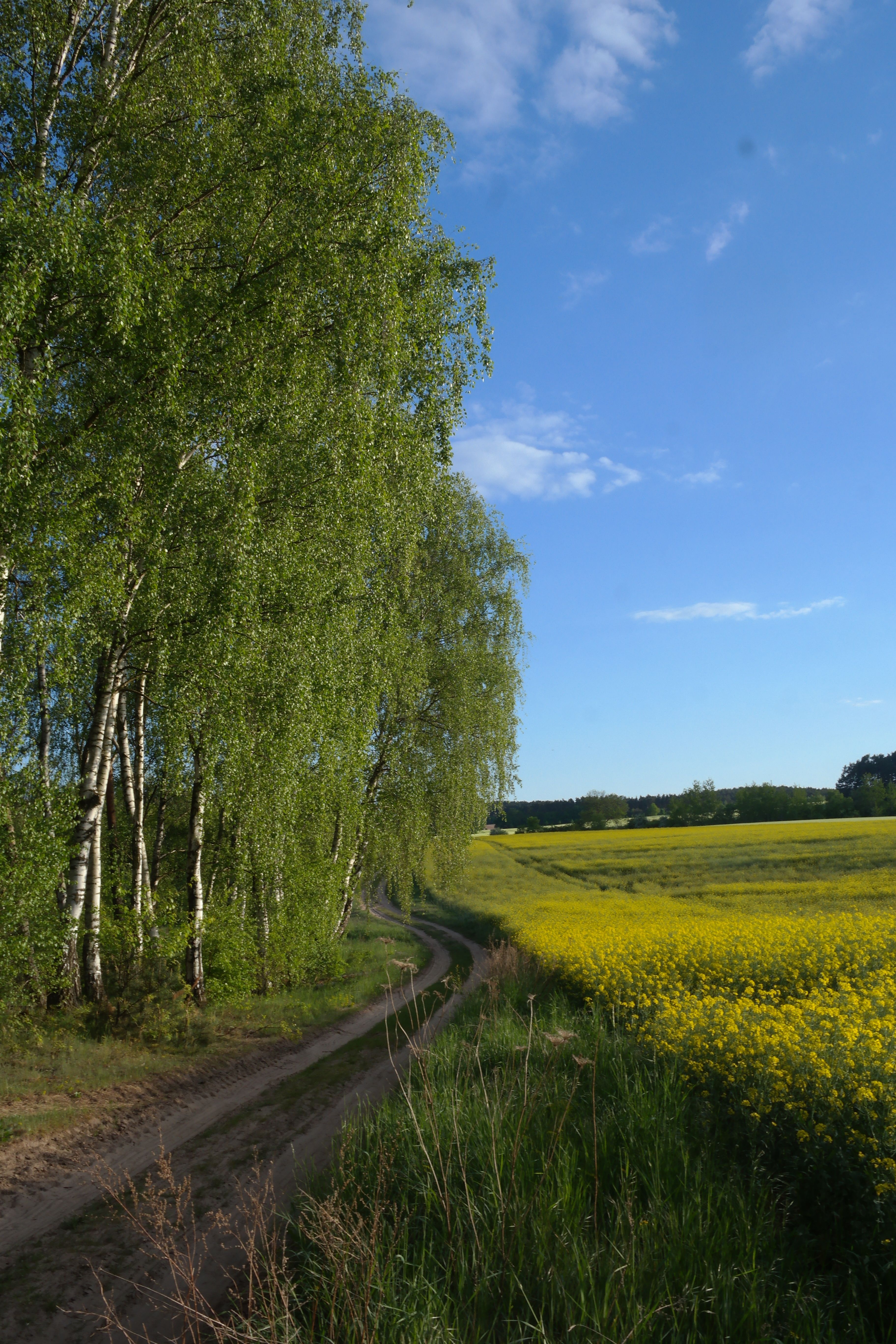 A picturesque spring landscape featuring lush birch trees and vibrant yellow fields under a clear blue sky.