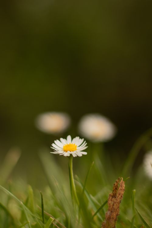 Free Elegant close-up of a daisy flower standing out in a lush green field, highlighting nature's beauty. Stock Photo