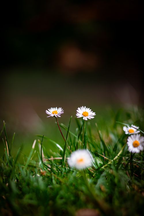 Free Vibrant daisies blooming in a green meadow, capturing the essence of springtime freshness. Stock Photo