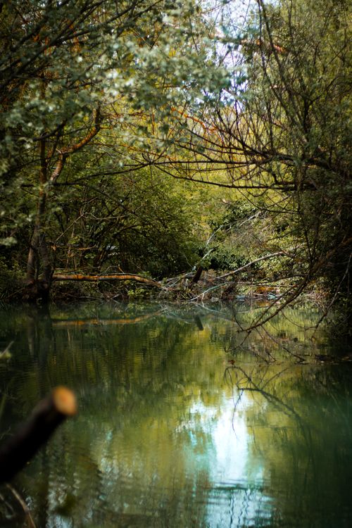 Free A tranquil forest stream reflecting dense greenery in a serene, natural setting. Stock Photo