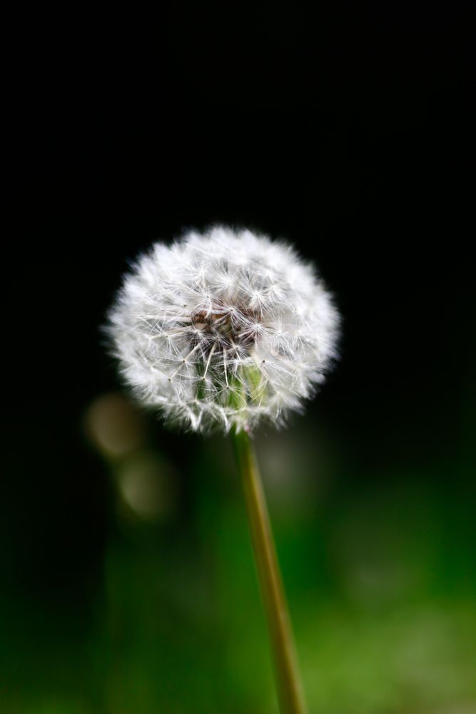 Wish Photos, Download The BEST Free Wish Stock Photos & HD Images