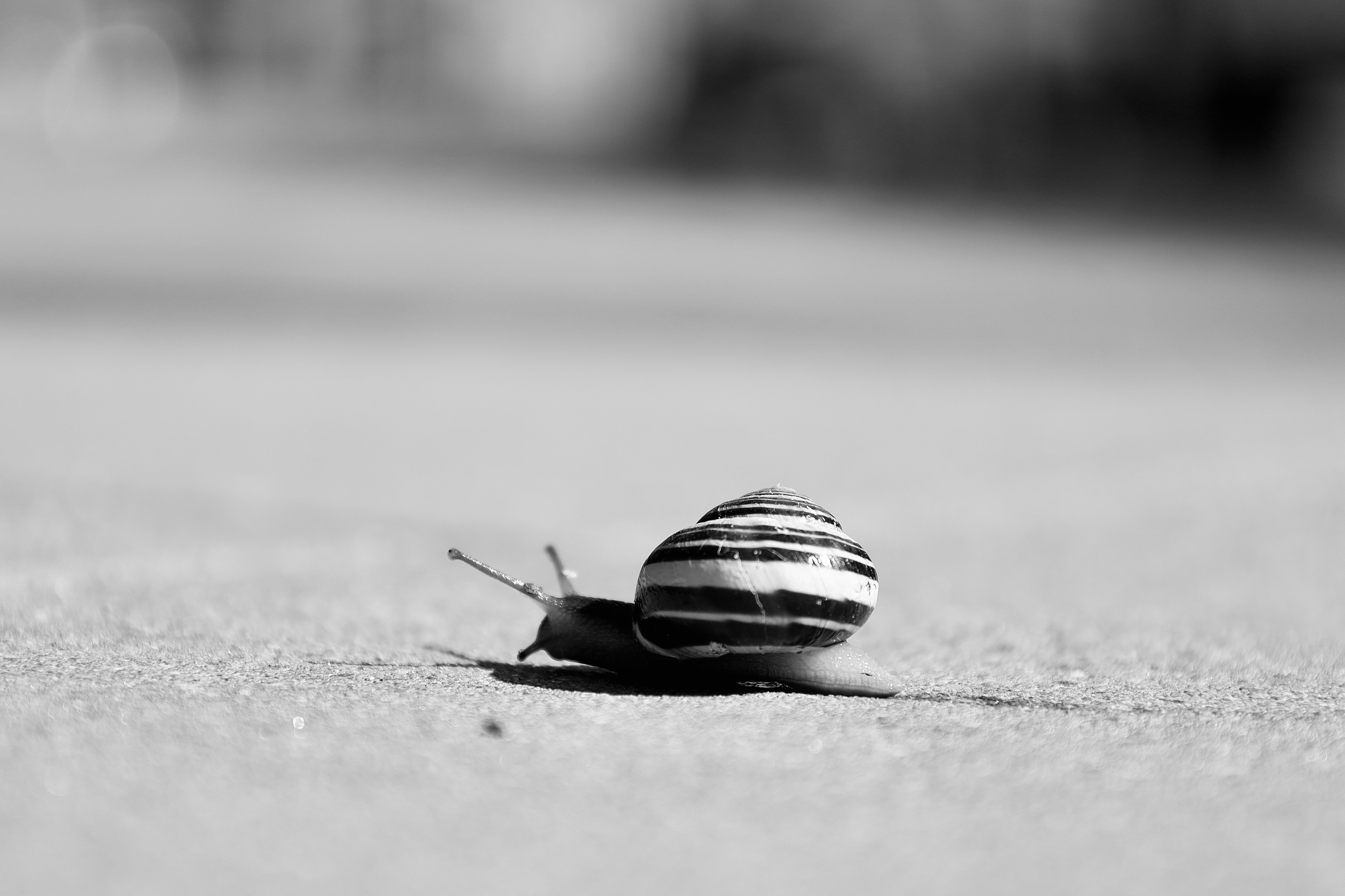 Black and White Close-Up of Striped Snail · Free Stock Photo