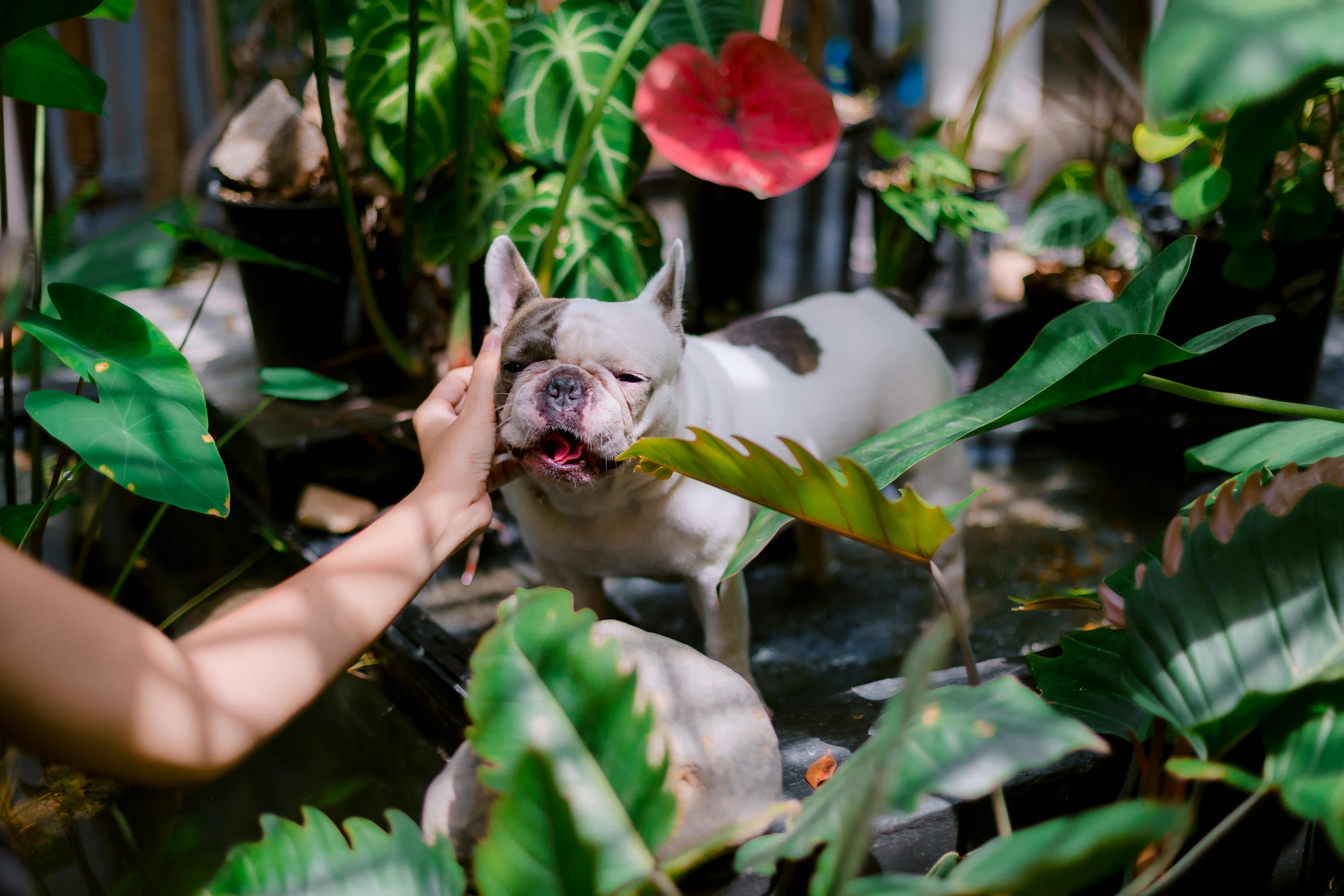 Animal Care Services Offers Pet Safety Tips for Easter — Photo by 🇻🇳🇻🇳Nguyễn Tiến Thịnh 🇻🇳🇻🇳 on Pexels