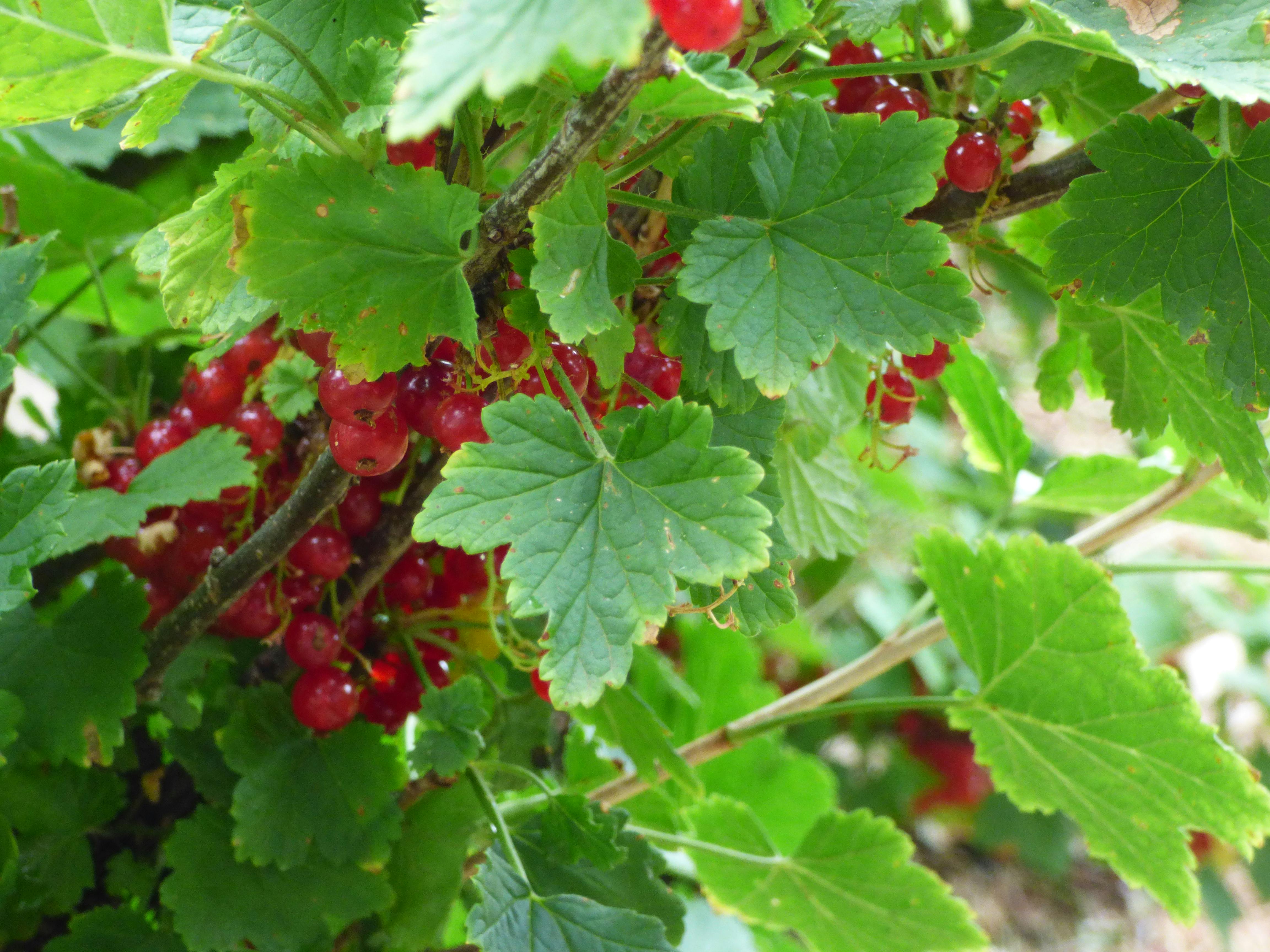 Free stock photo of red currant