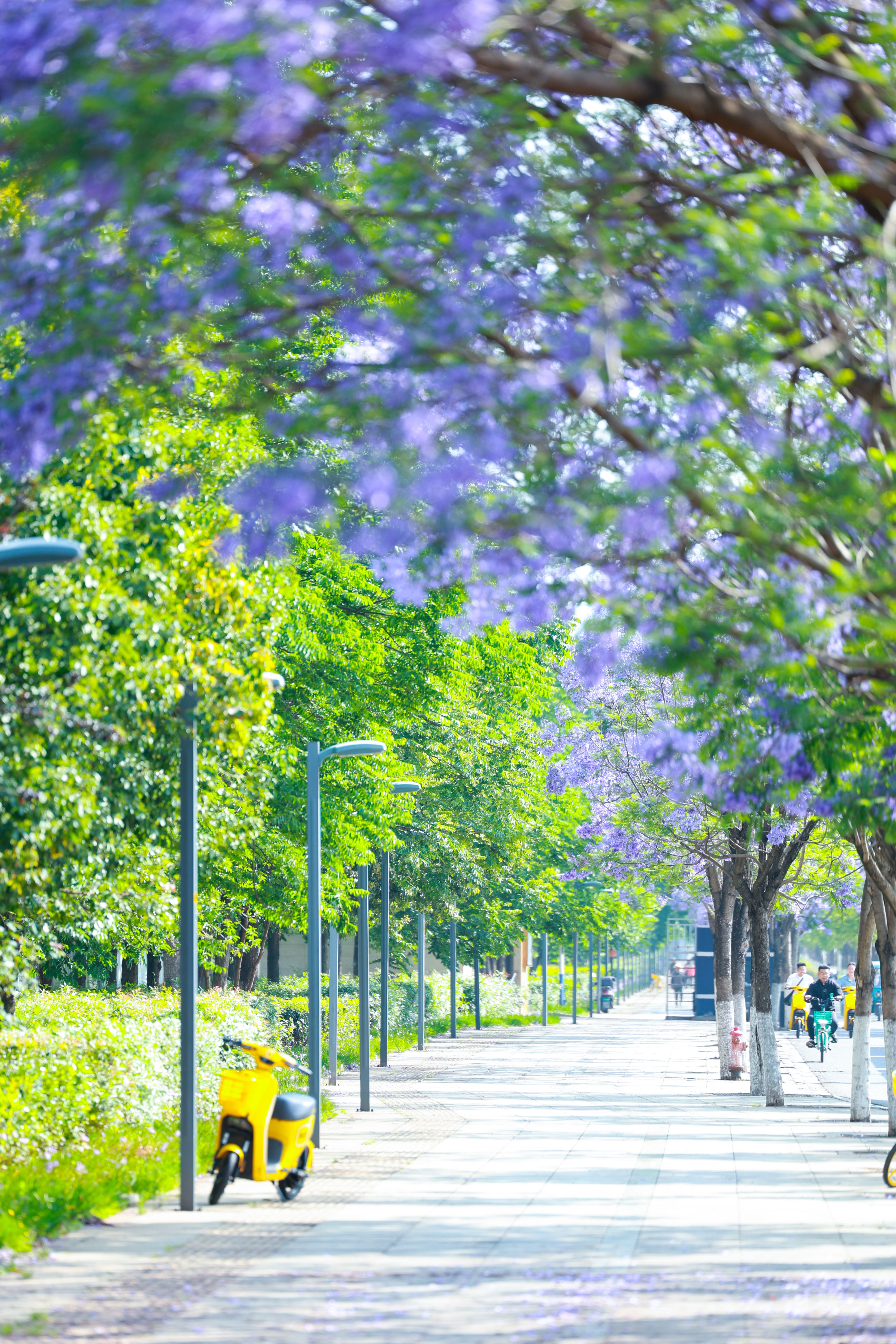 Vibrant Jacaranda Trees Lining Urban Pathway · Free Stock Photo