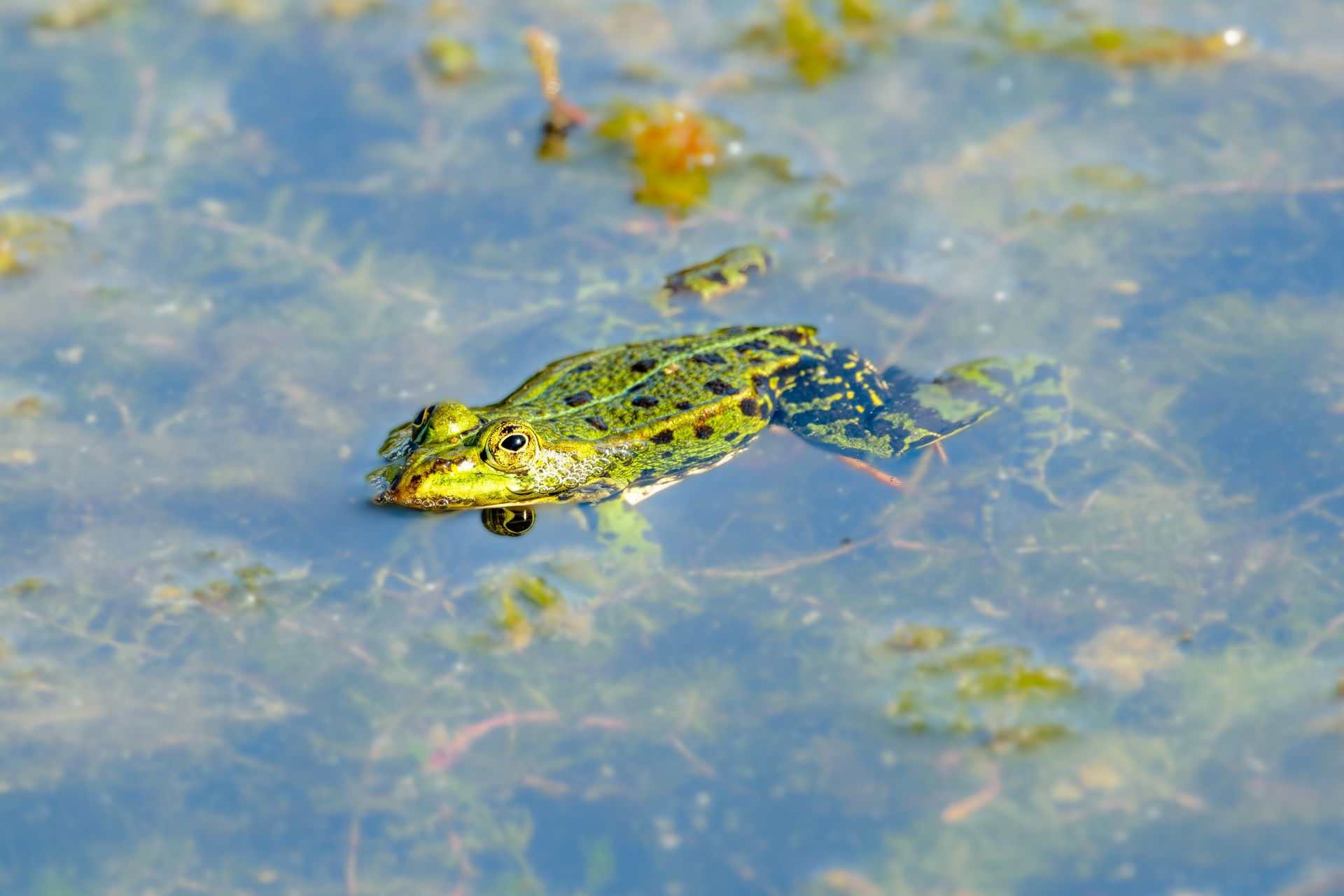 Close-up view of a vibrant green frog blending into its pond environment, showcasing nature's camouflage.