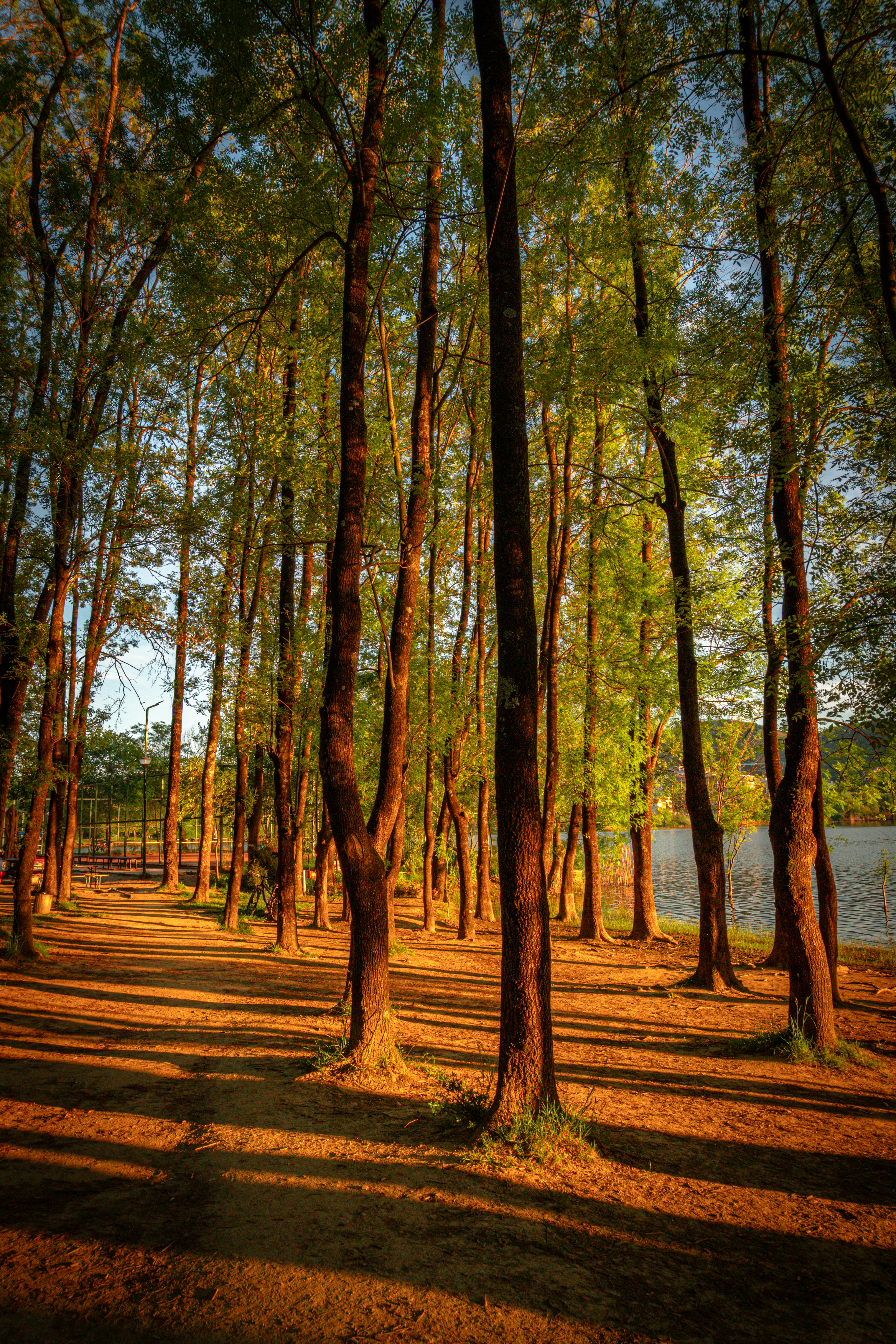 Beautiful autumn forest near a lake in Tirana, Albania during sunset.