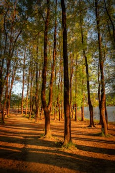 Beautiful autumn forest near a lake in Tirana, Albania during sunset.