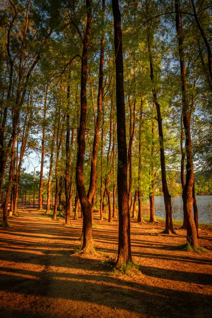 Beautiful autumn forest near a lake in Tirana, Albania during sunset.
