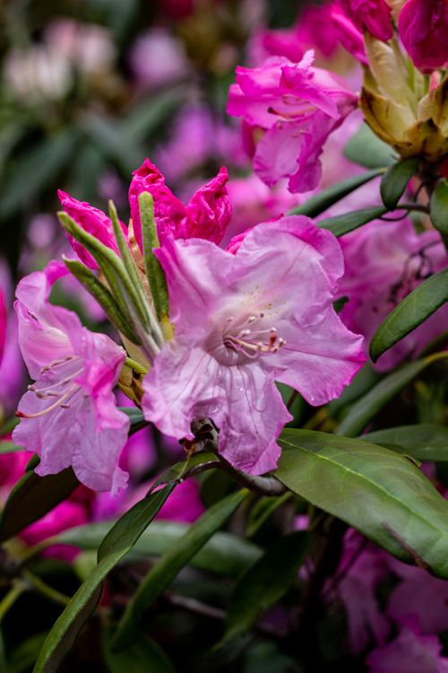 Free Close-up of vibrant pink rhododendron flowers in full bloom showcasing delicate petal detail. Stock Photo