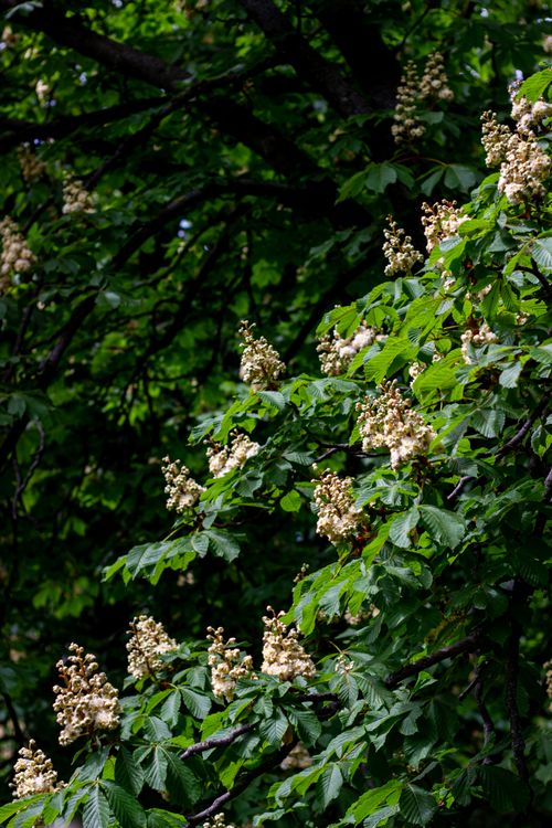 Free Close-up of a horse chestnut tree with white flowers and lush green leaves in spring. Stock Photo
