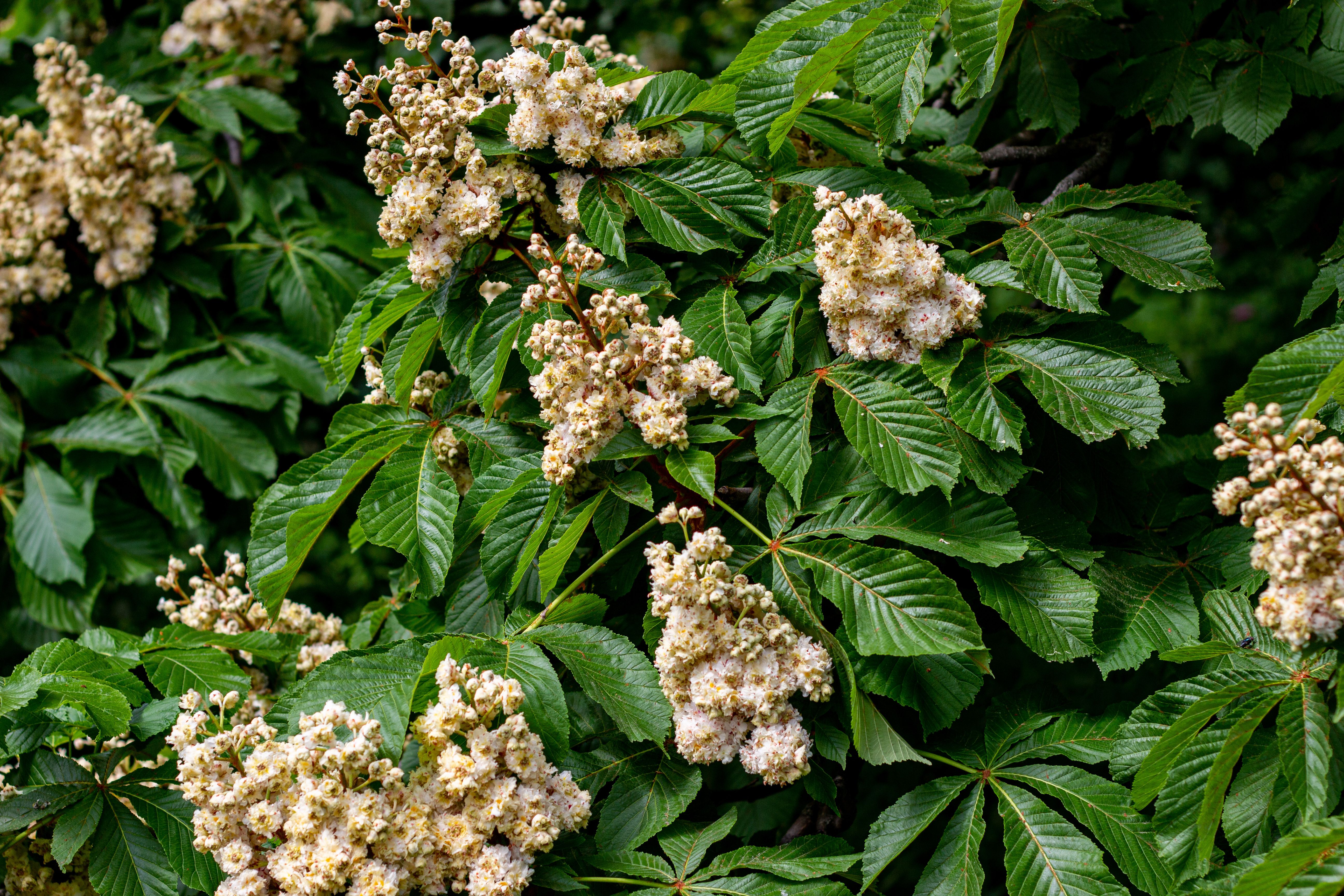 Horse Chestnut: The Ancient Tree with Modern Wellness Power