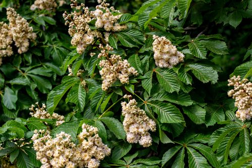 Free Close-up of a horse chestnut tree with vibrant green leaves and white blossoms in full bloom. Stock Photo