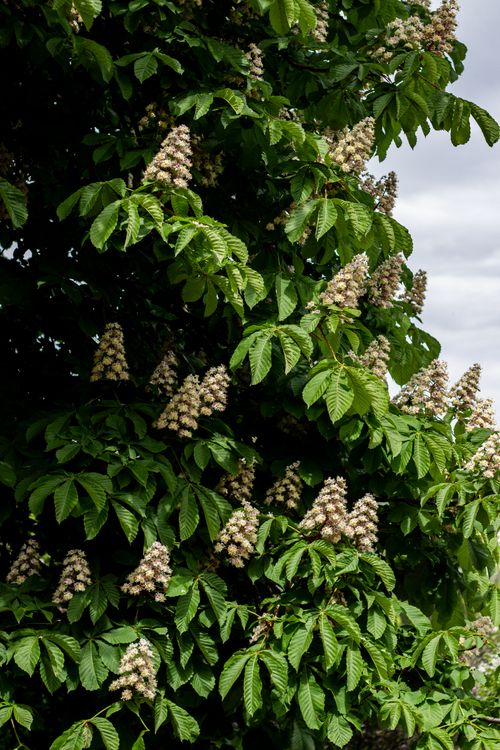 Free Horse chestnut tree with white blossoms and lush green leaves in spring. Stock Photo
