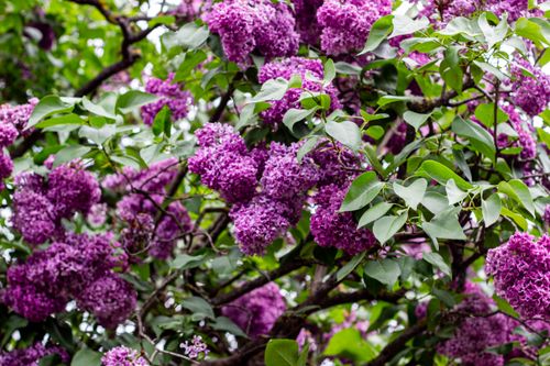 Free Close-up of vibrant purple lilac flowers in full bloom, creating a lush, natural scene. Stock Photo