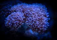 在宁静的水下环境中，特写镜头下的蓝色珊瑚虫展现了复杂的纹理