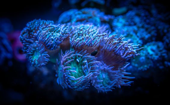 Explore the vivid textures of coral under the sea, capturing marine life's vibrant essence.