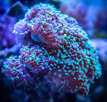 特写镜头详细展示了珊瑚礁的丰富多彩，呈现了水下充满活力的海洋生物