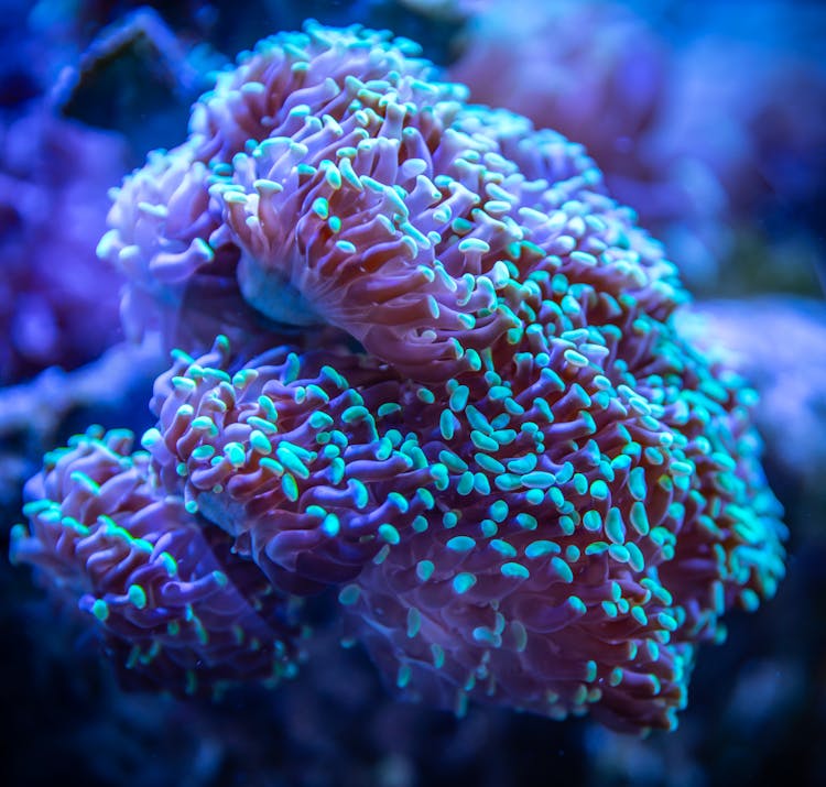 Blue And Pink Coral