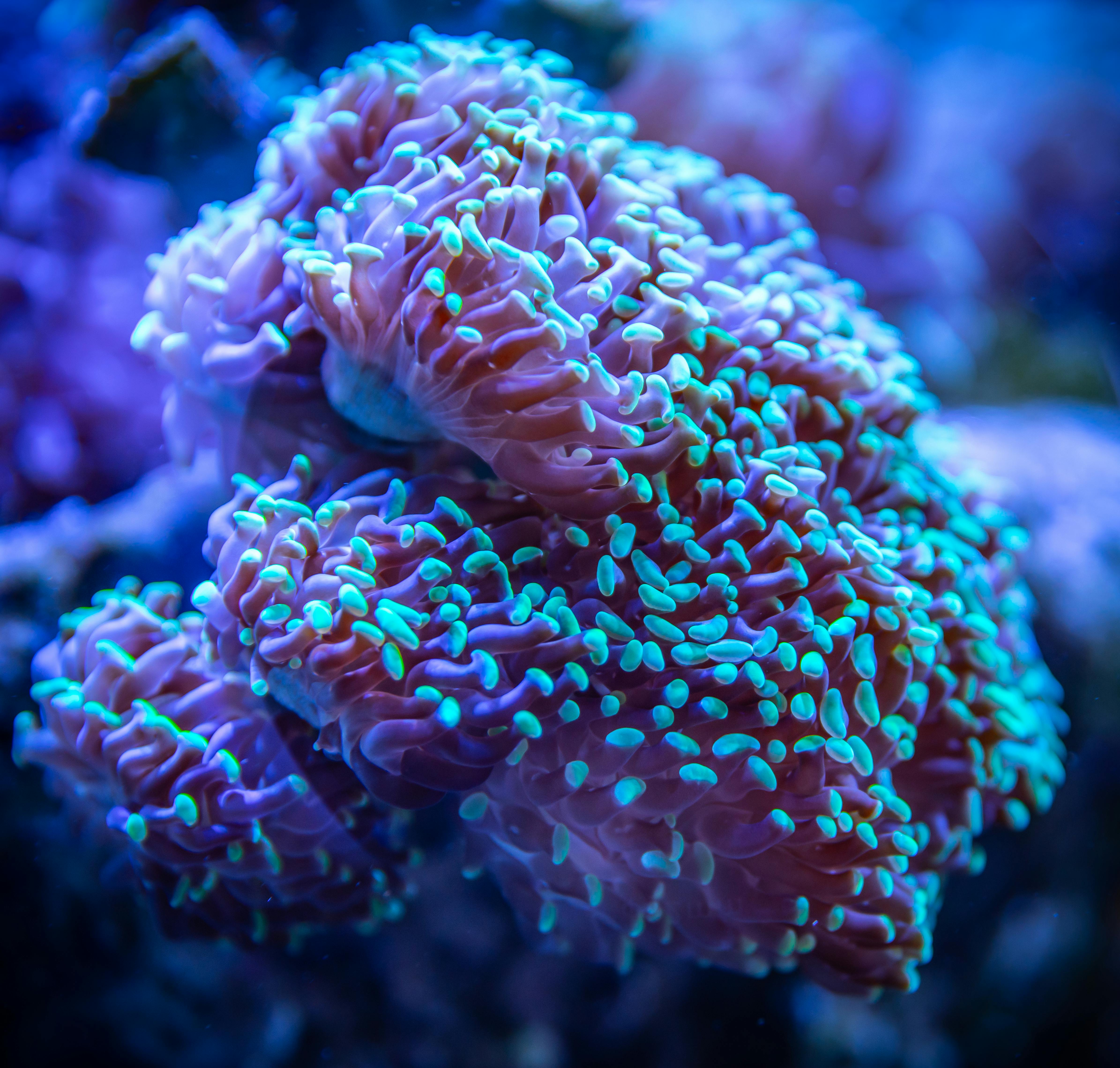 Blue and Pink Coral · Free Stock Photo