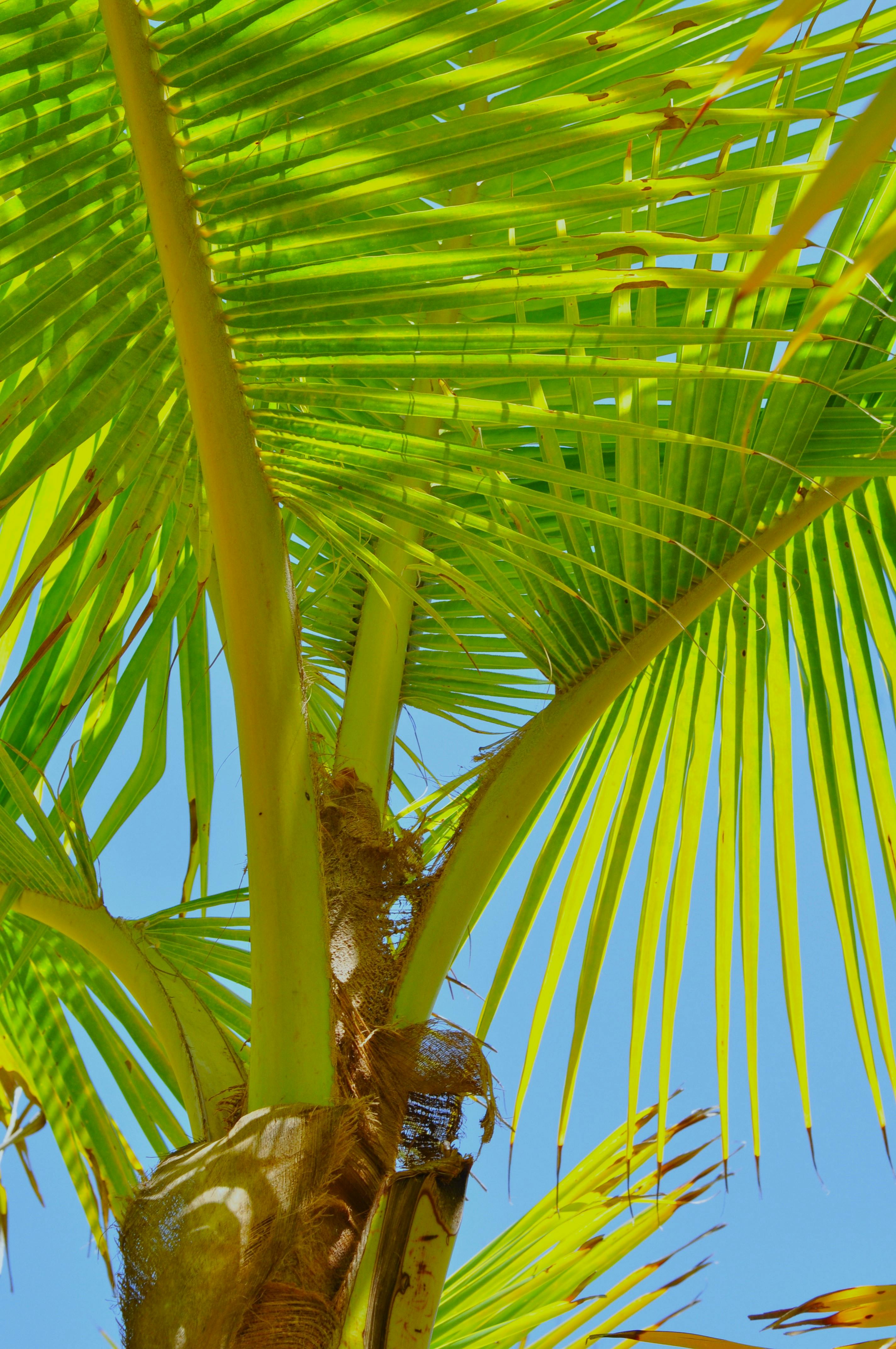 Free Close-up view of a palm tree with bright green leaves against a clear blue sky in the Dominican Republic. Stock Photo