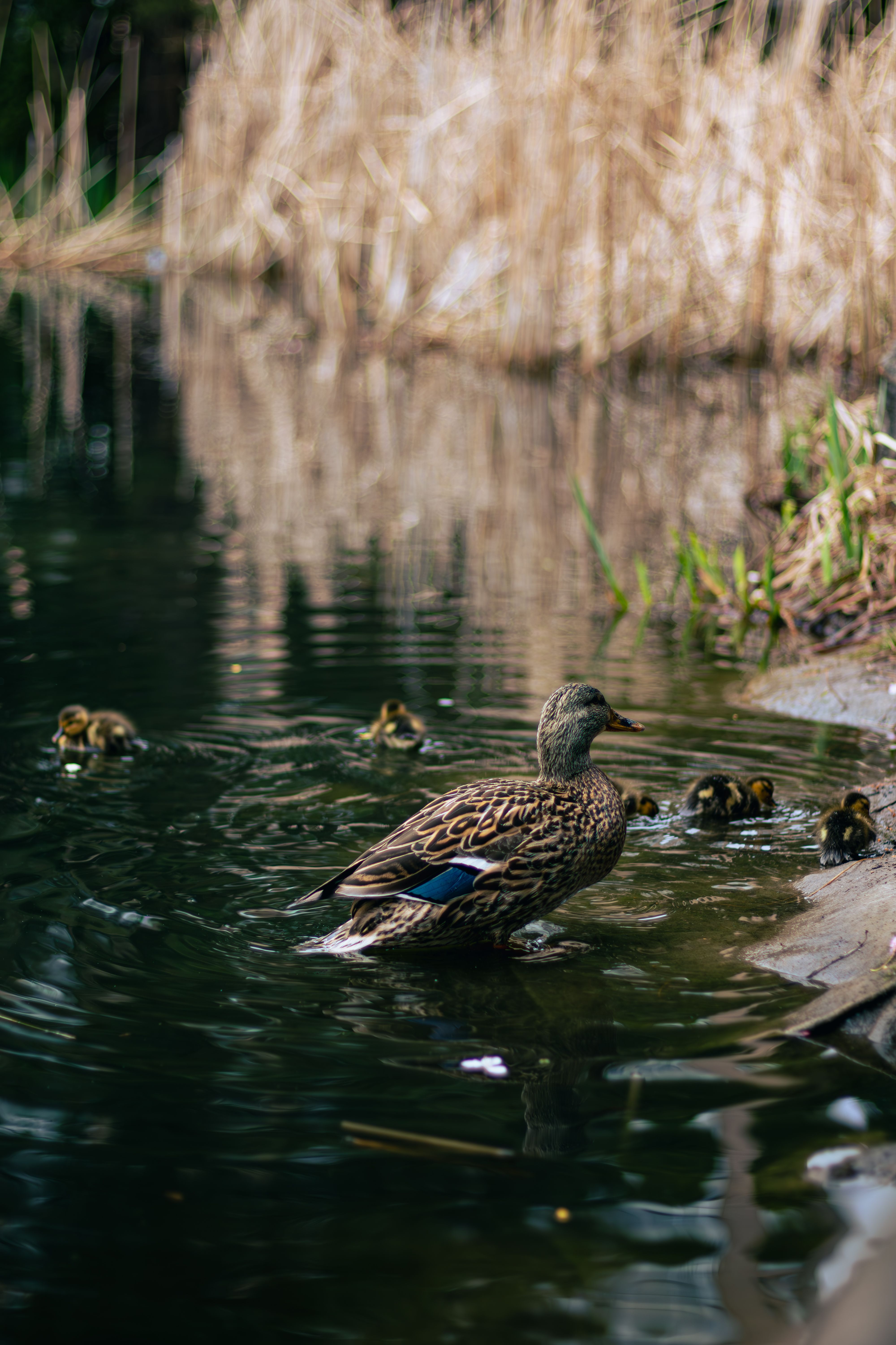 Duck Families On The Pond Raised Photos, Download The BEST Free Duck ...
