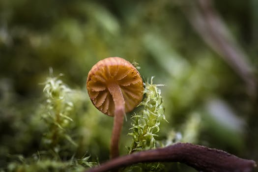 A survivor's plea for kindness: How Australia's mushroom murder case ended