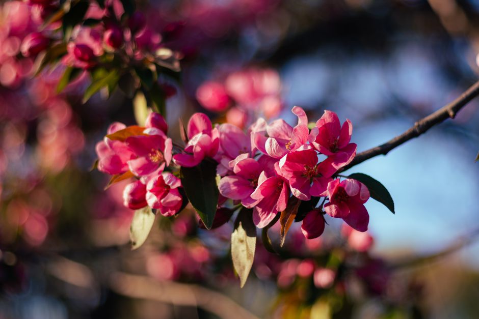 Toronto's Cherry Blossoms Are Budding: When to Expect Peak Bloom