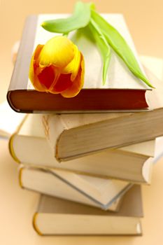 A stack of beige books topped with a vibrant yellow tulip, symbolizing reading and nature.
