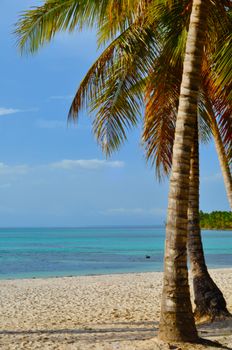 Serene tropical beach scene with palm trees, white sand, and turquoise sea under clear blue skies.