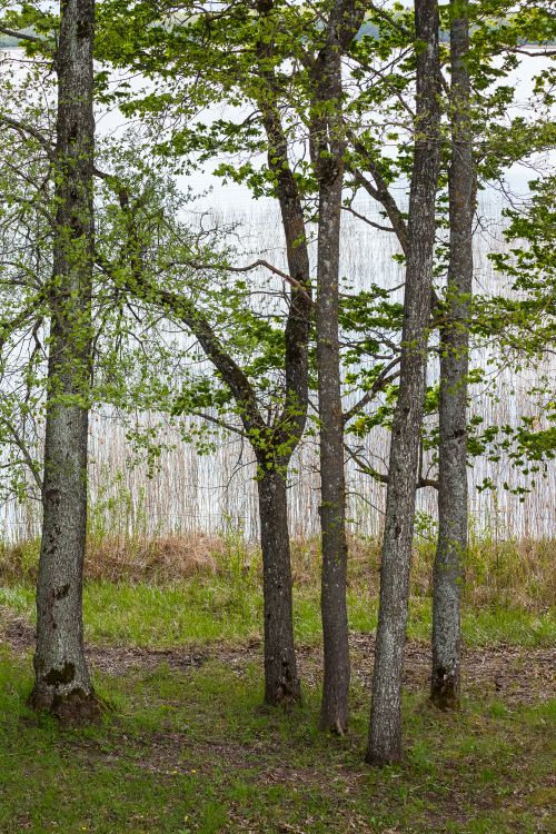 Free Serene forest view with tall trees by a calm lake in early spring. Stock Photo