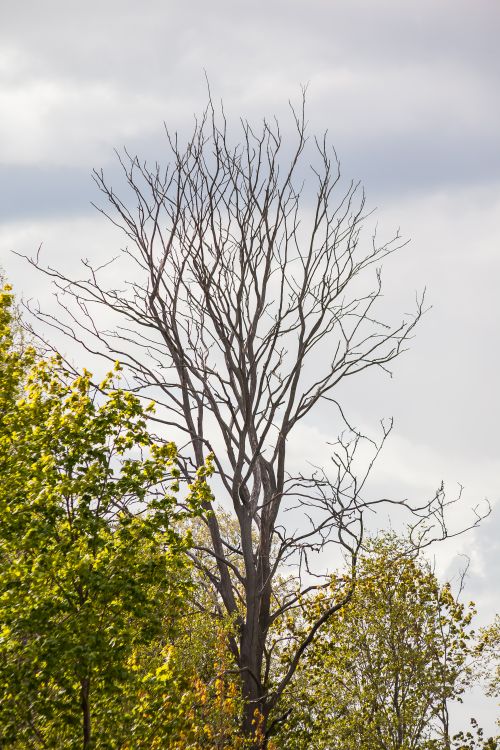 Free A tall bare tree stands among green foliage under a cloudy sky in spring. Stock Photo