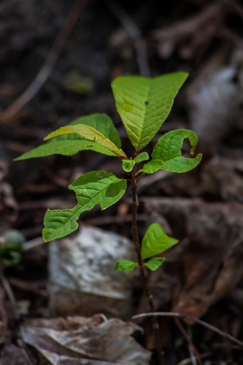 Free Close-up of a young green plant sprouting among fallen leaves in a forest environment. Stock Photo
