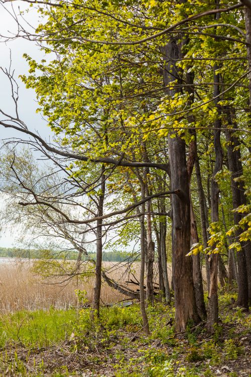 Free Serene forest edge with lush greenery and distant lake view in springtime. Stock Photo