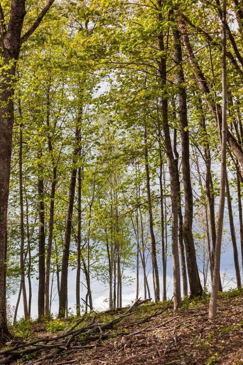 Free Peaceful forest scene with tall trees and fresh spring leaves under a bright sky. Stock Photo